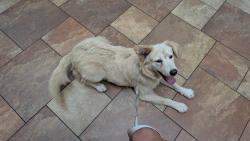 Lost Female Dog last seen In the neighborhood., Houston, TX 77012