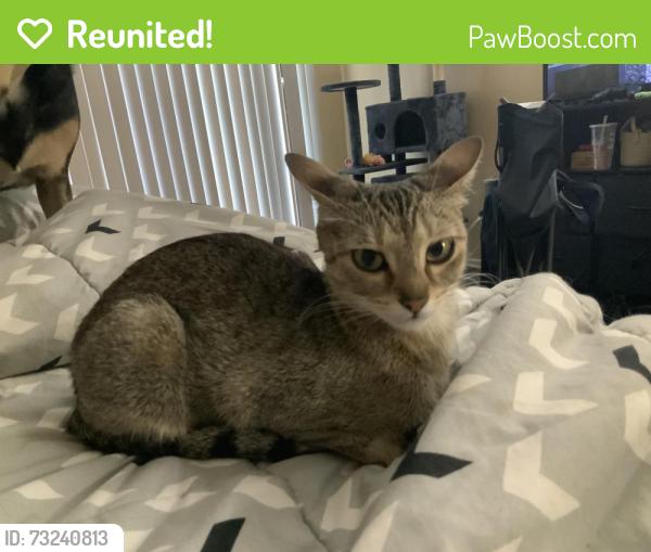 Reunited Female Cat last seen Near a cul de sac and new apmts, Grand Prairie, TX 75052