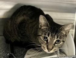 Shelter Stray Female Cat last seen Near Parkhill Avenue, STATEN ISLAND, NY, 10304, 3139 Veterans Rd W, Staten Island, NY 10309, USA
