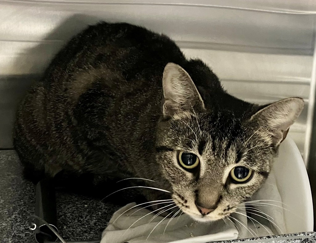 Shelter Stray Female Cat last seen Near Parkhill Avenue, STATEN ISLAND, NY, 10304, 3139 Veterans Rd W, Staten Island, NY 10309, USA