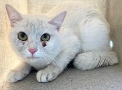 Shelter Stray Female Cat last seen STATEN ISLAND, NY, 10305, 3139 Veterans Rd W, Staten Island, NY 10309, USA