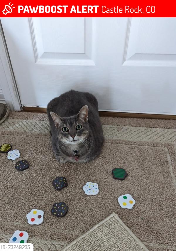 Lost Female Cat last seen Mikelson and Bonner St, Castle Rock, CO 80104