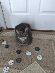 Lost Female Cat last seen Mikelson and Bonner St, Castle Rock, CO 80104