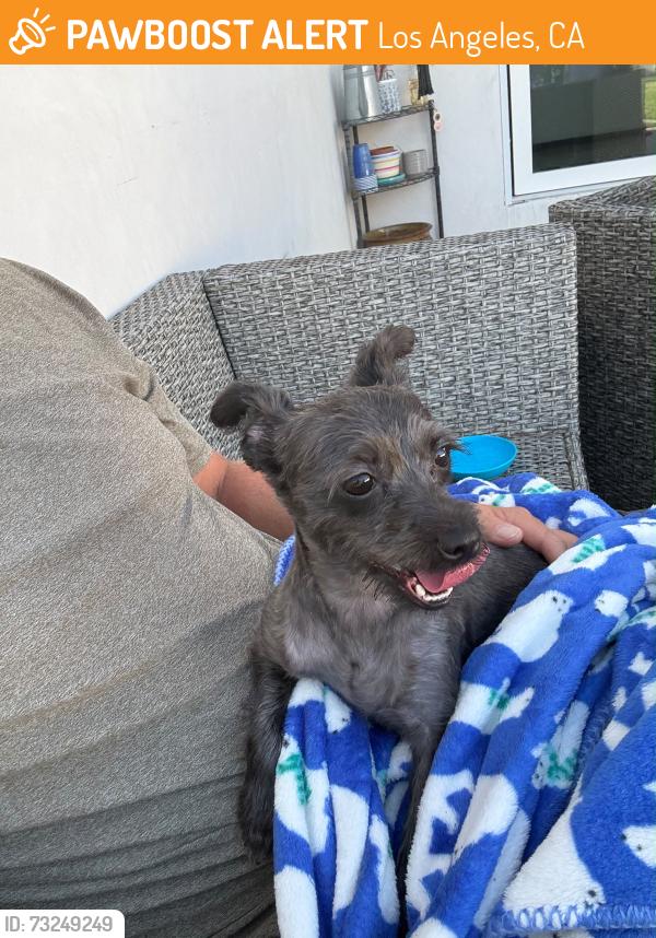 Found/Stray Female Dog last seen Weddington and Longridge, Los Angeles, CA 91411