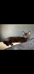 Lost Male Cat last seen Upper Gornal Mcdonalds, West Midlands, England DY3