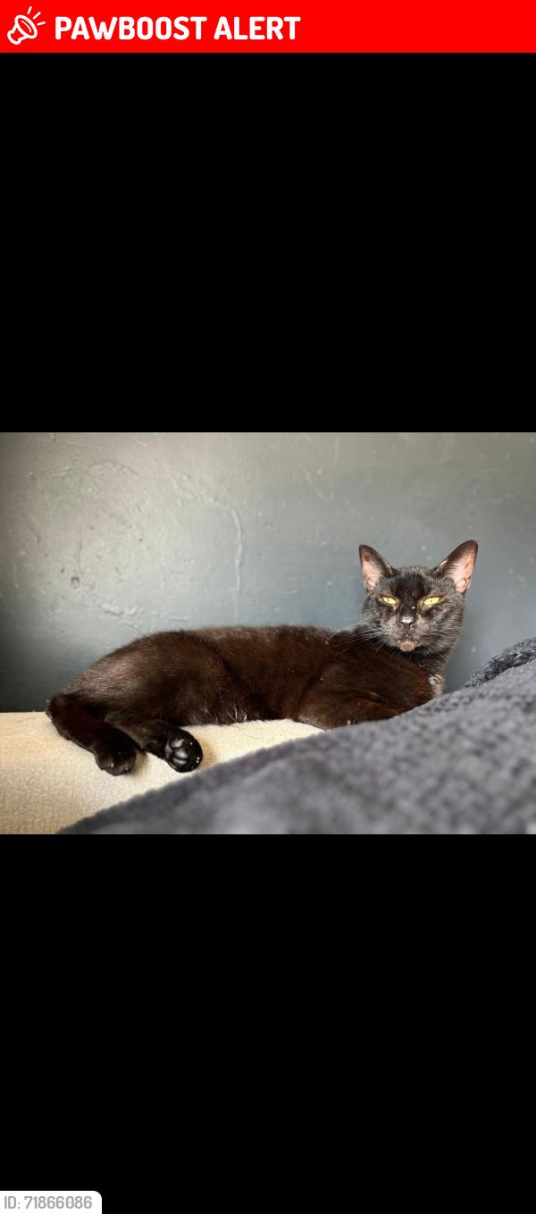Lost Male Cat last seen Upper Gornal Mcdonalds, West Midlands, England DY3