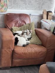 Reunited Male Cat last seen Moor Close Road, Queensbury, England 
