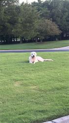 Found/Stray Male Dog last seen Hefner & Air Depot, Oklahoma City, OK 73013