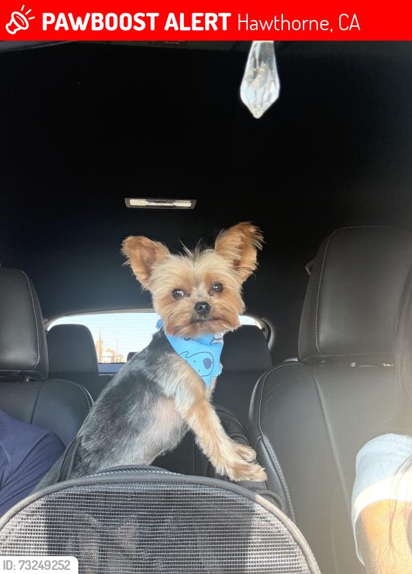 Lost Male Dog last seen Imperial Hwy Doty Ave, Hawthorne, CA 90250