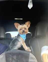 Lost Male Dog last seen Imperial Hwy Doty Ave, Hawthorne, CA 90250