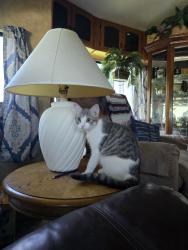 Lost Female Cat last seen 44th st and Ironwood area, Fortuna Foothills, AZ 85367