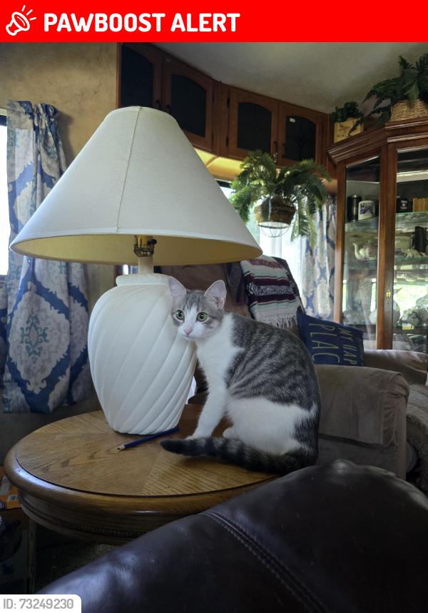 Lost Female Cat last seen 44th st and Ironwood area, Fortuna Foothills, AZ 85367