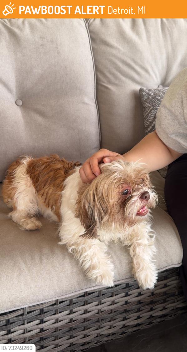 Found/Stray Female Dog last seen 25th St, Detroit, MI 48216
