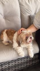 Found/Stray Female Dog last seen 25th St, Detroit, MI 48216