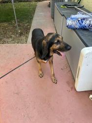 Reunited Male Dog last seen Kloss Park, Elk Grove, CA 95758