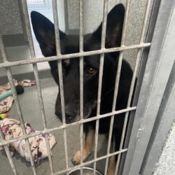 Shelter Stray Male Dog last seen , 12910 Yukon Ave, Hawthorne, CA 90250, USA