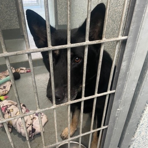 Shelter Stray Male Dog last seen , 12910 Yukon Ave, Hawthorne, CA 90250, USA