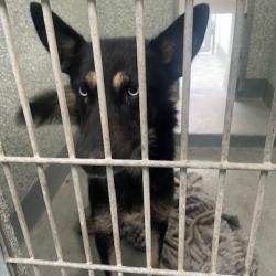 Shelter Stray Unknown Dog last seen , 12910 Yukon Ave, Hawthorne, CA 90250, USA