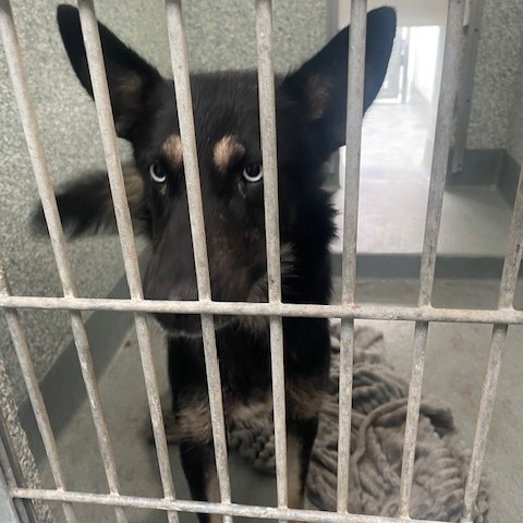 Shelter Stray Unknown Dog last seen , 12910 Yukon Ave, Hawthorne, CA 90250, USA