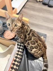 Found/Stray Female Cat last seen Upper Gage and Brucedale Ave, Hamilton, ON 