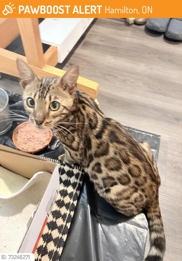 Found/Stray Female Cat last seen Upper Gage and Brucedale Ave, Hamilton, ON 