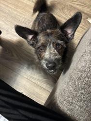 Reunited Male Dog last seen Merrill and University, Jacksonville, FL 32277
