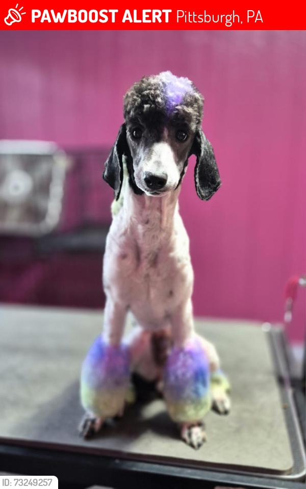 Lost Male Dog last seen coast Avenue @ Banksville Road, Pittsburgh, PA 15216