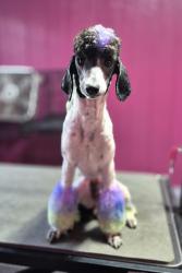 Lost Male Dog last seen coast Avenue @ Banksville Road, Pittsburgh, PA 15216