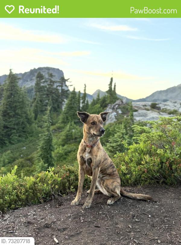 Reunited Female Dog last seen Near se 37th street, Bellevue, WA 98006