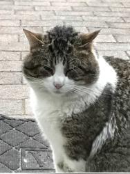 Lost Male Cat last seen Monmouth blvd and Glendola Rd, Wall Township, NJ 07719