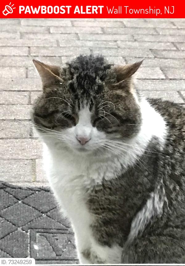 Lost Male Cat last seen Monmouth blvd and Glendola Rd, Wall Township, NJ 07719