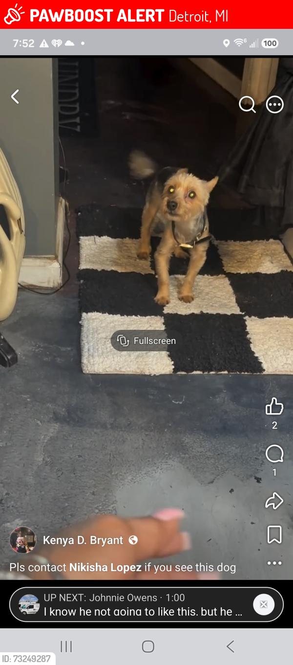 Lost Male Dog last seen 7 mile Rutherford, Detroit, MI 48203