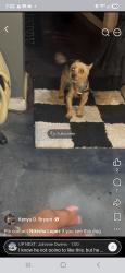Lost Male Dog last seen 7 mile Rutherford, Detroit, MI 48203