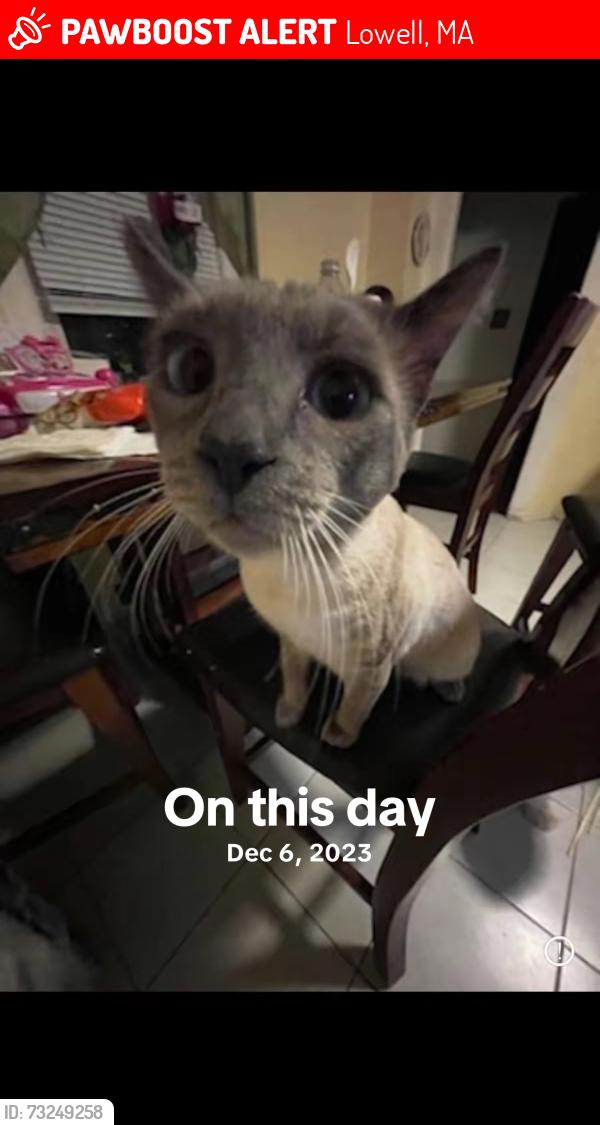 Lost Male Cat last seen middlesex st , spring ave , sawtelle PL , pevey st , arlene rd, Lowell, MA 01851