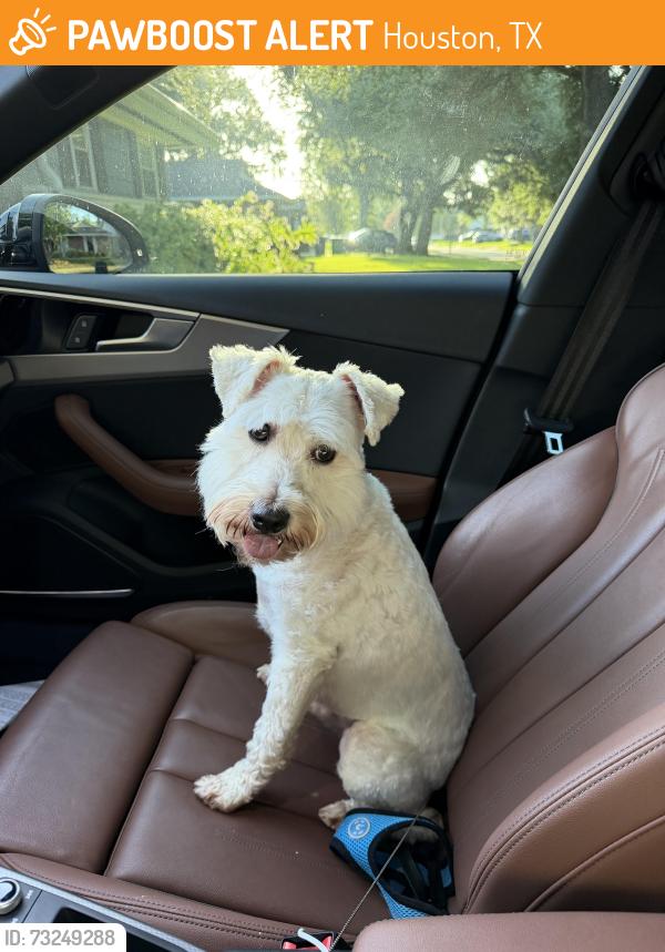 Found/Stray Male Dog last seen Pagewood ln and barrington, Houston, TX 77056