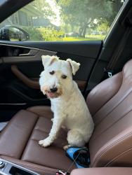 Found/Stray Male Dog last seen Pagewood ln and barrington, Houston, TX 77056