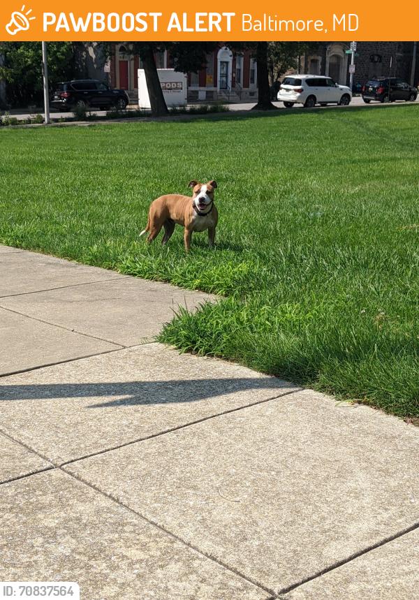 Found/Stray Female Dog last seen S Mount and Baltimore st, Baltimore, MD 21223
