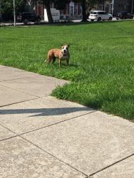 Found/Stray Female Dog last seen S Mount and Baltimore st, Baltimore, MD 21223