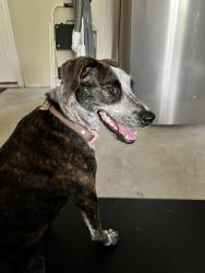 Reunited Unknown Dog last seen Stephen F Austin & Forest Lane Dr, Conroe, TX 77302