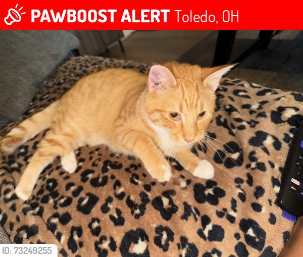 Lost Male Cat last seen Hanover & Dunham St, Toledo, OH 43609