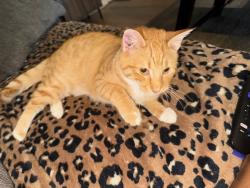 Lost Male Cat last seen Hanover & Dunham St, Toledo, OH 43609