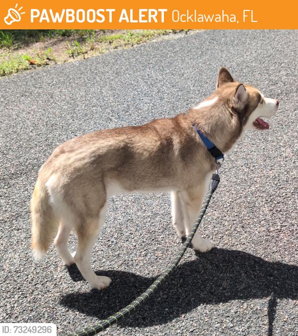 Found/Stray Male Dog last seen 141st Avenue Road, Ocklawaha, FL 32179