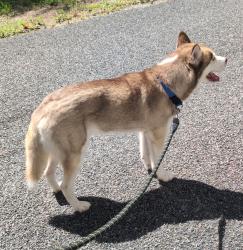 Found/Stray Male Dog last seen 141st Avenue Road, Ocklawaha, FL 32179