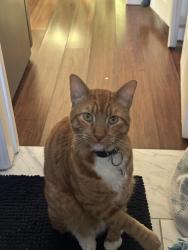 Reunited Male Cat last seen Mallison and imperial ave, Lynwood, CA 90262