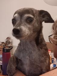 Reunited Female Dog last seen Hollister and fair Oaks, Carmichael, CA 95608