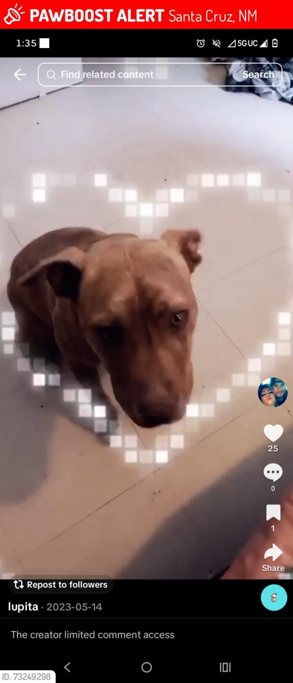 Lost Female Dog last seen Near Rio Vista run, Santa Cruz, NM 87567
