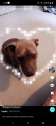 Lost Female Dog last seen Near Rio Vista run, Santa Cruz, NM 87567