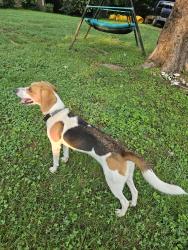 Lost Female Dog last seen Off old walkertown road, Winston-Salem, NC 27105