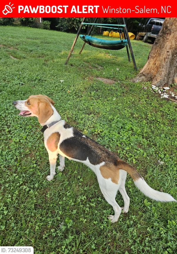 Lost Female Dog last seen Off old walkertown road, Winston-Salem, NC 27105