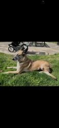 Reunited Female Dog last seen Lodi, CA, USA, Lodi, CA 95258